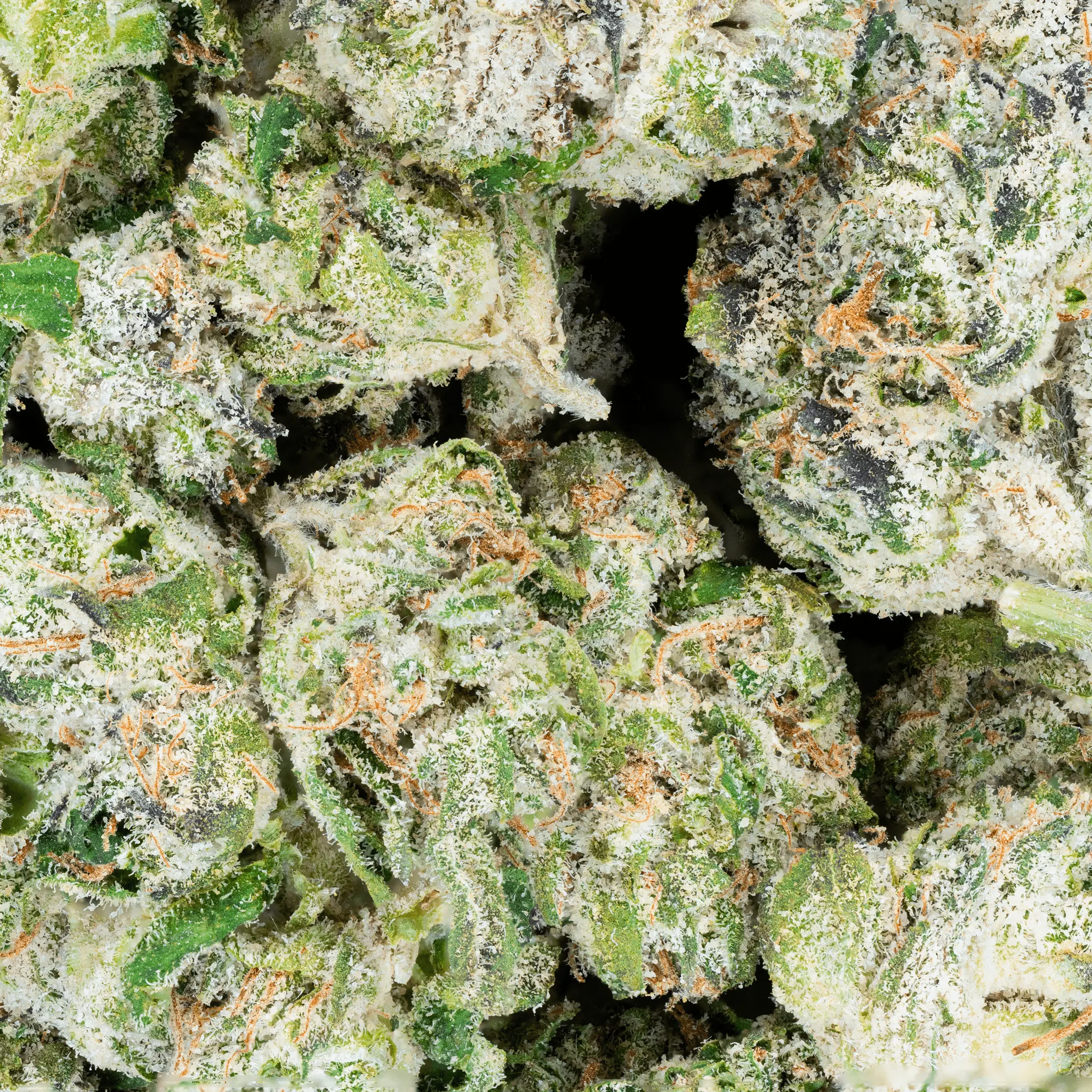 Blue Dream THCa Flower - Image 8