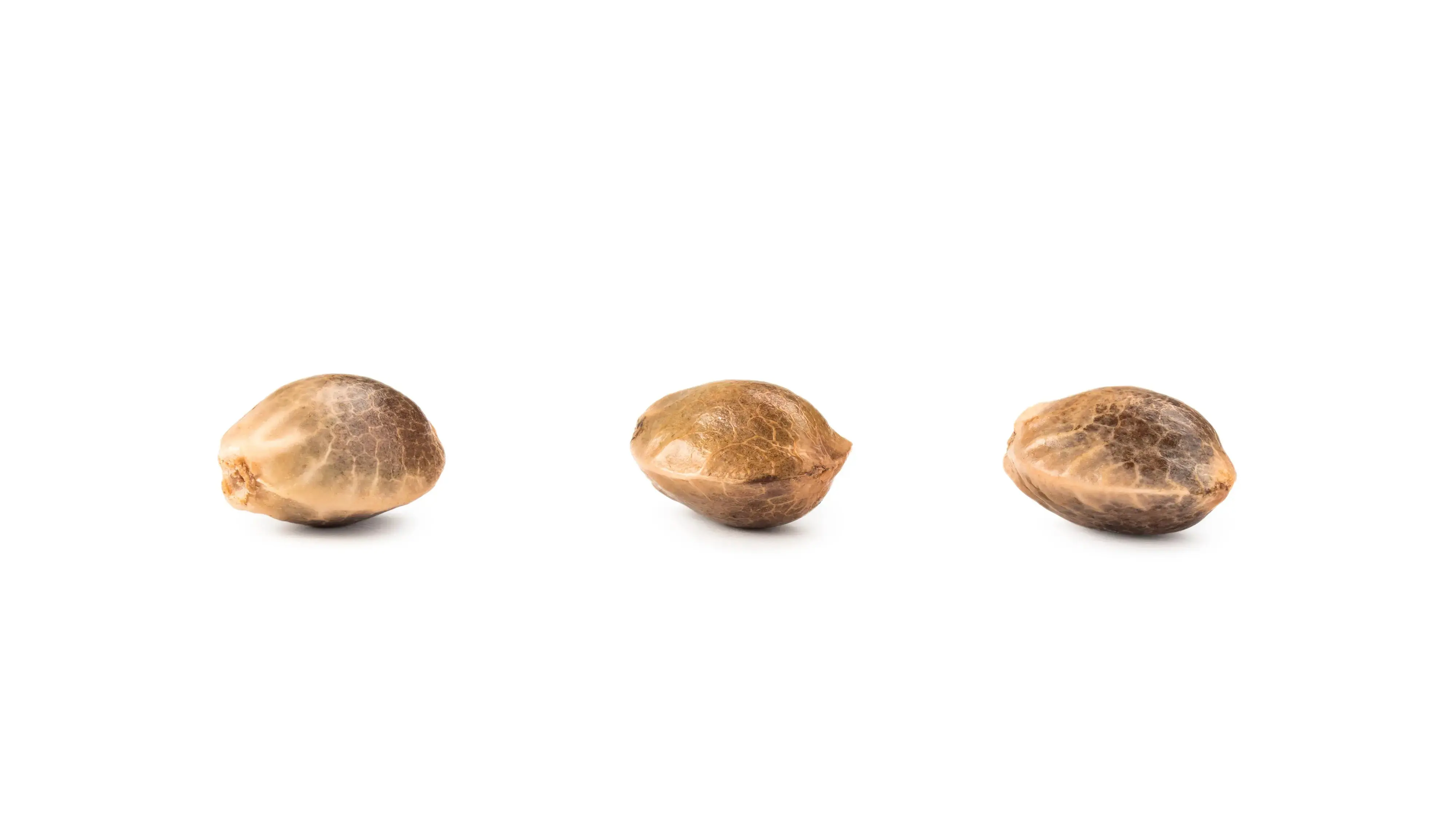 Feminized Seeds